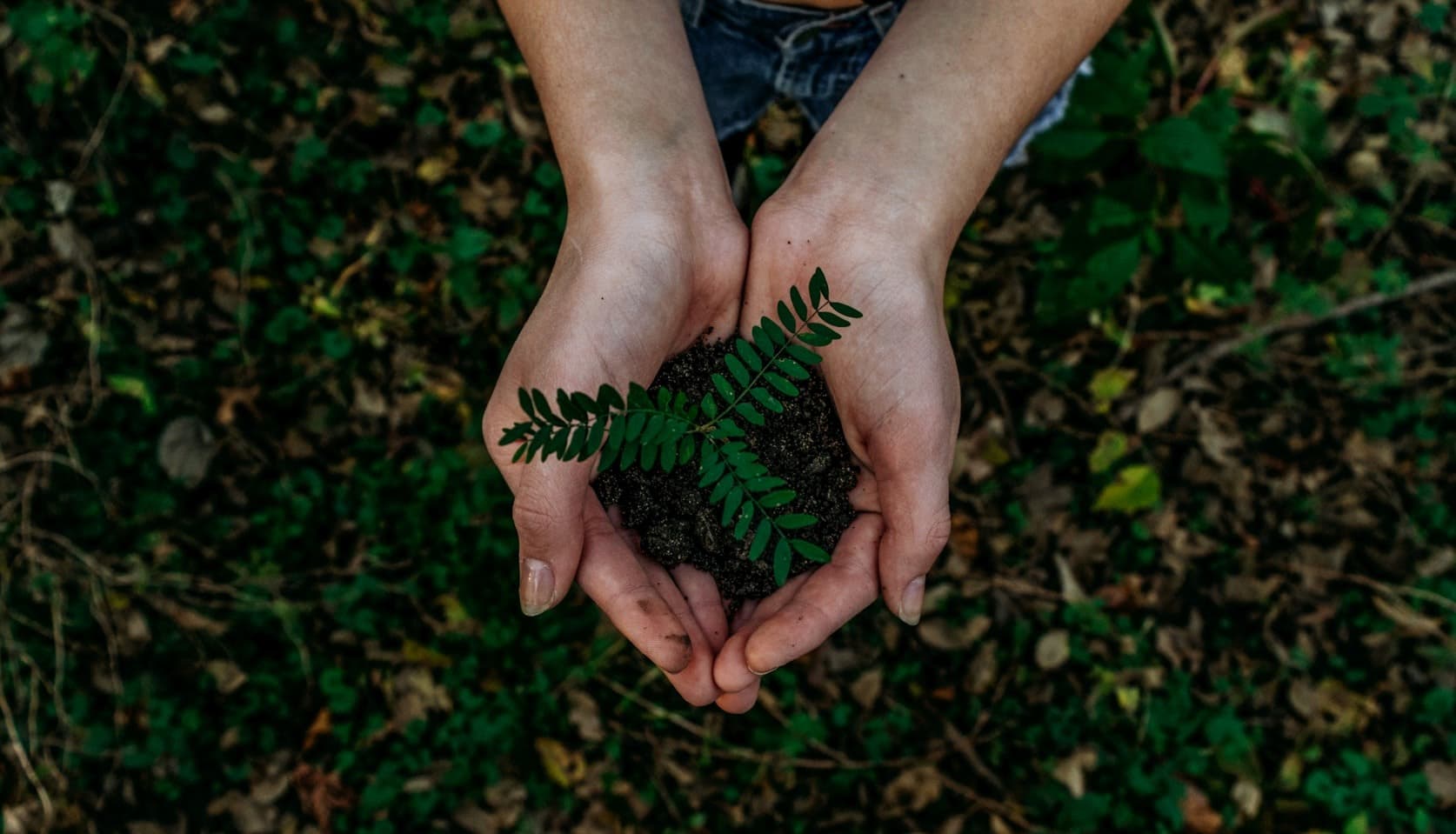 Sustainable technology with plants